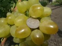 Саженцы винограда Бажена