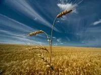 Семена пшеницы озимой Ужинок элита
