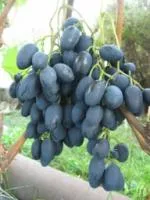 Саженцы винограда Надежда Азос