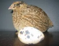 Инкубационные яйца Маньчжурского перепела