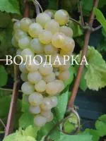 Саженцы винограда Платовский