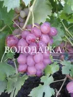 Саженцы винограда Дашуня