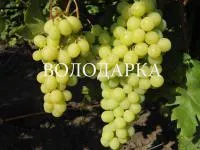 Саженцы винограда Мраморный