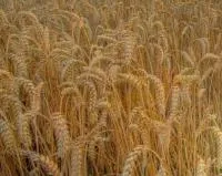 Семена пшеницы озимой Пилипивка Р-2