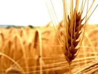 Пшеница озимая Доминанта семена