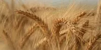 Пшеница озимая Миссия одесская супер элита