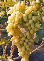 Черенки винограда КоКл Белый (FVK-4-2)