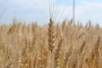 Пшеница озимая Небокрай Р-2