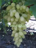 Саженцы винограда Долгожданный
