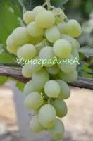 Саженцы винограда Новый подарок Запорожью