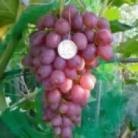 Саженцы винограда Кишмиш Лучистый