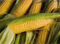Семена кукурузы Подольский 274 СВ
