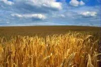 Семена пшеницы озимой Соната одесская