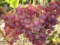 Черенки винограда Ливия