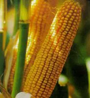 Семена кукурузы Яровец 243 МВ
