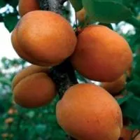 Саженцы абрикоса Супериор