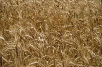 Наталка насіння пшениці