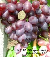 Саженцы винограда ПГ-12 (Шоколадный)