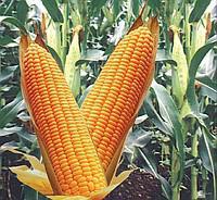 Семена кукурузы Одеский 385 МВ