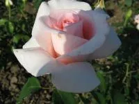 Саженцы розы Розовый Фламинго