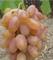 Саженцы винограда Преображение