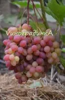 Саженцы винограда Велес