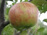Саджанці яблунь Топаз