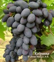 Саженцы винограда Кодрянка