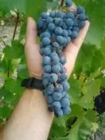 Саженцы винограда Ливадийский черный