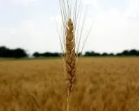 Семена пшеницы Видрада