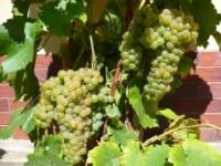Саженцы морозоустойчивого винограда Сейваль блан