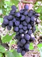Черенки винограда Кубань