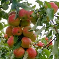 Саженцы яблони Пинова 1 год