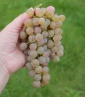 Саженцы винограда Солярис