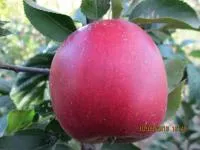 Саджанці яблунь Еліза
