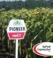 Семена подсолнечника Пионер ПР64Е71 / PR64E71