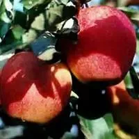 Саженцы яблони Пинова 2-х летка