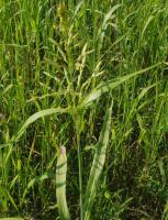 Семена суданской травы