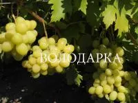 Саженцы винограда Валёк