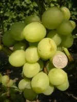 Саженцы винограда Боготяновский
