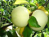 Саженцы яблони Белый налив, сорт летний М9, 106
