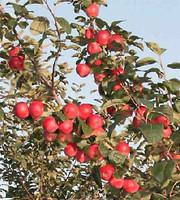 Саженцы яблони Мелба, сорт летний М9, 106