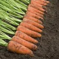 Голландские семена моркови Каскад F1