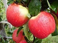 Саженцы яблони Пинова, сорт зимний, М106