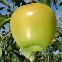 Саженцы яблони Голден Делишес, сорт зимний, 106