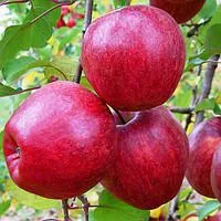 Саженцы яблони Камео, сорт зимний, 106