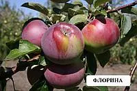 Саженцы яблони Флорина, сорт зимний, М9, 106