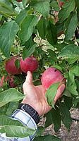Саженцы яблони Граф Эзо, сорт осенний, М9, 106