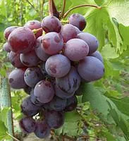 Саженцы винограда НиЗина ранний