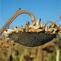 Семена подсолнечника Центавр